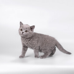 British shorthair pedigree cats on the studio background