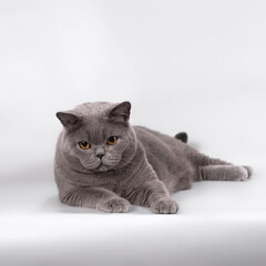 British shorthair pedigree cats on the studio background