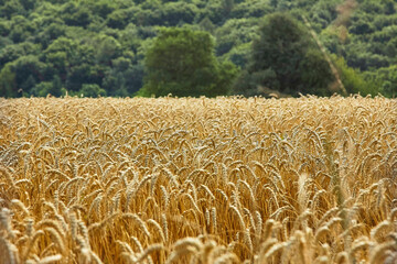wheat field on a sunny day.