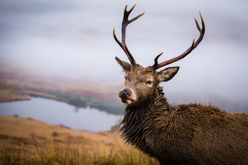 Male Stag close up and looking at the camera, with a scenic view of a Scottish loch behind it