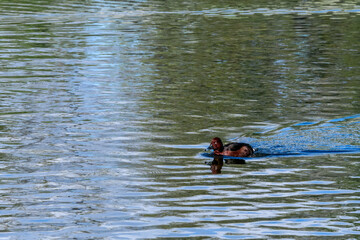 Ferruginous Duck (Aythya nyroca) in pond