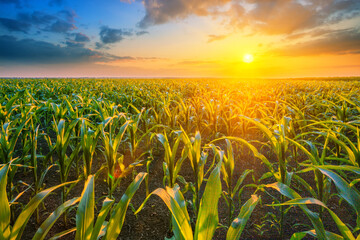 Corn field at sunset with bright sun - 368049898