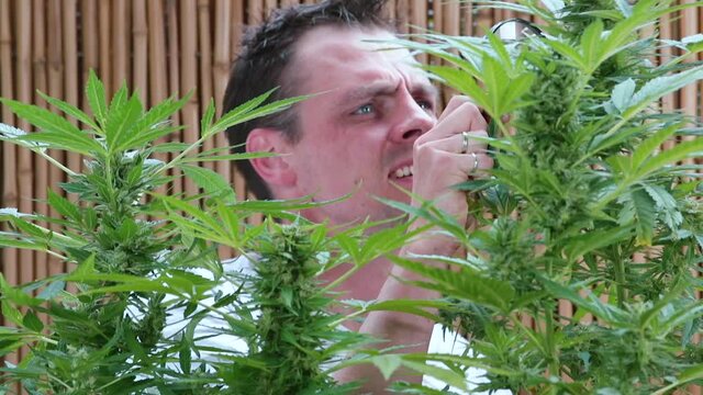 A man examines the cannabis plant with a magnifying glass. Growing marijuana. Manufacturing of raw material of CDB.