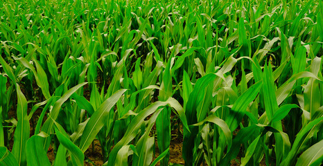 Pole młodej rosnącej kukurydzy