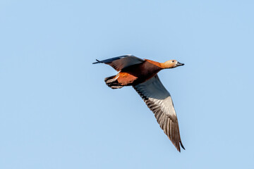 Ruddy Shelduck (Tadorna ferruginea) in park, Moscow, Russia