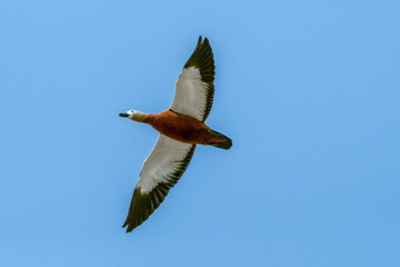 Ruddy Shelduck (Tadorna ferruginea) in park, Moscow, Russia