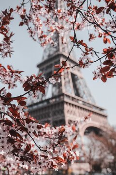 Vertical closeup shot of beautiful cherry blossoms with the Eiffel Tower in the background