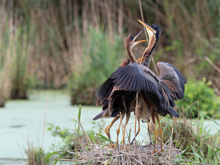 Wildlife photo of an adult Purple Heron (Ardea purpurea) feeding its begging young at its nest in the reeds of a lake, Germany