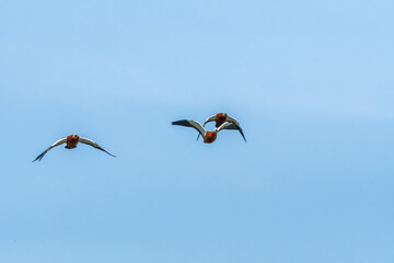 Obraz premium Ruddy Shelduck (Tadorna ferruginea) in park, Moscow, Russia