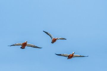 Ruddy Shelduck (Tadorna ferruginea) in park, Moscow, Russia
