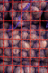 Potato in a grid lies in a metal box, agriculture. Close-up.