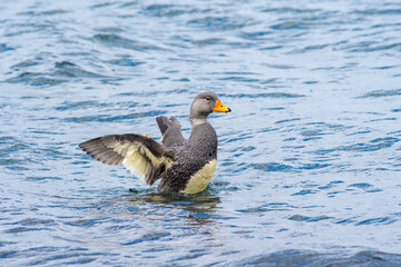 Magellanic Steamerduck (Tachyeres pteneres) in Ushuaia area, Land of Fire (Tierra del Fuego), Argentina