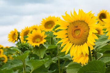 Obraz premium Fleur de tournesol