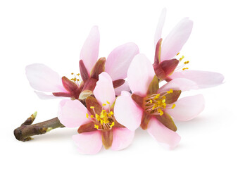 Isolated almond blossoms. Pink almond tree flowers on a branch isolated on white background