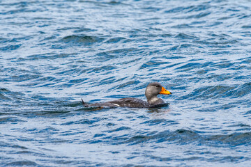 Magellanic Steamerduck (Tachyeres pteneres) in Ushuaia area, Land of Fire (Tierra del Fuego), Argentina
