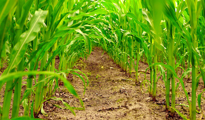 Pole młodej rosnącej kukurydzy.