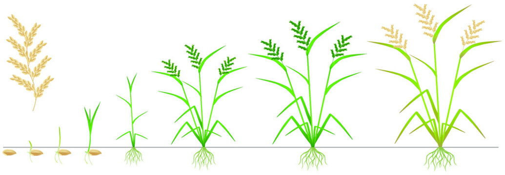 Cycle of growth of a rice plant on a white background.