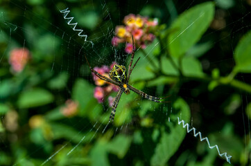 Spider are sheltering at own made home with peace, what ever if other disturb him 