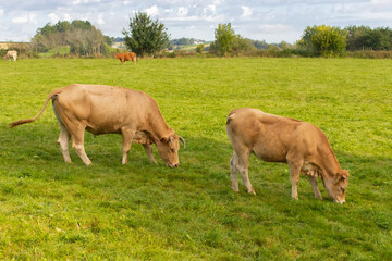 Two grazing cows in the meadow. Pair of cows in the field. Cattle farm. Pasture concept. Domestic...