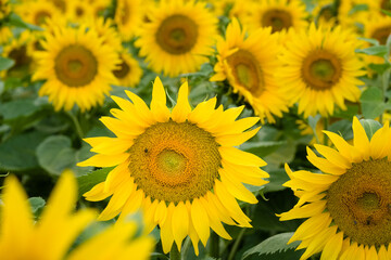 Obraz premium Fleur de tournesol