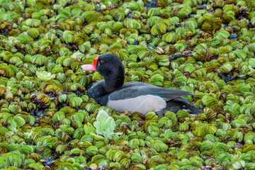 Rosy-billed Pochard (Netta peposaca) drake in pond overgrown with Giant Salvinia (Salvinia molesta)...