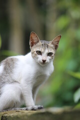 cute cat photography