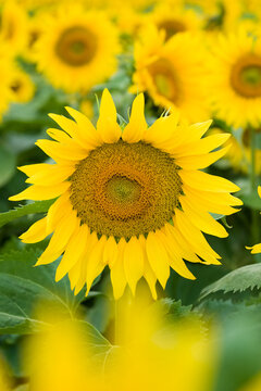 9 769 Best Tournesol Images Stock Photos Vectors Adobe Stock