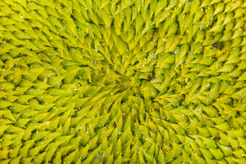 Une fleur de tournesol en macro