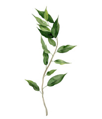 Ficus Benjamin. Fig tree frond. Curly green branch. Watercolour illustration on white background.