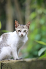 cute cat photography