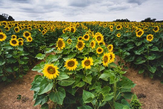 9 769 Best Tournesol Images Stock Photos Vectors Adobe Stock