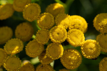 Yellow inflorescences of the medicinal plant tansy close-up. Image with selective focus