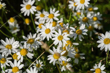 Top view of white daisies close-up