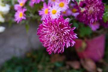 Beautiful pink-purple chrysanthemums. Bright bouquet.