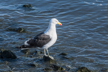 Kelp Gull (Larus dominicanus) in Ushuaia area, Land of Fire (Tierra del Fuego), Argentina