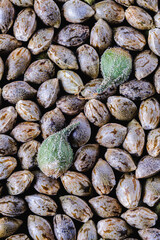 Medical cannabis seeds background in macro. two unpeeled green seeds. Top view. Vertical