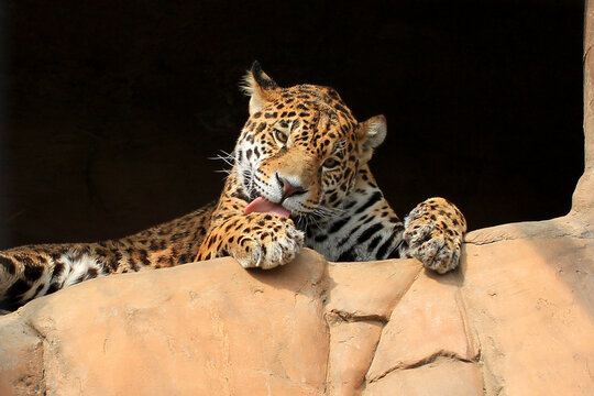 lepard on the cliff washing