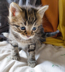 Cute young kitten