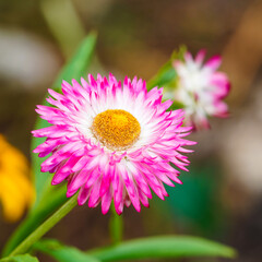 Obraz premium Garten-Strohblume oder Goldstrohblume. Detailansicht (Xerochrysum bracteatum, helichrysum bracteatum oder bracteantha bracteata)