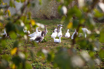 White and gray geese flock near the water. Golden autumn. Close-up.