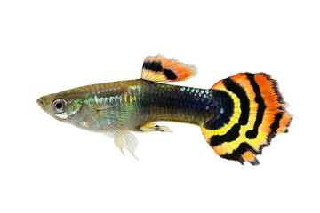 Dragon Head Guppy fish aquarium fish Poecilia reticulata colorful freshwater fish