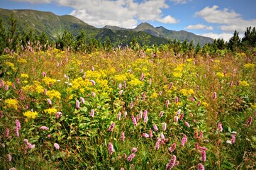 Kwitnąca tatrzańska łąka, Tatry Zachodnie latem © Marta