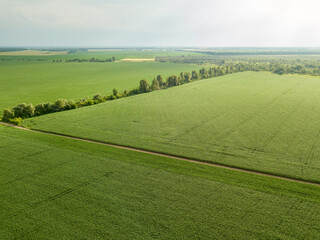 Aerial drone view. Green corn field in Ukraine.