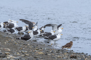 Kelp Gull (Larus dominicanus) in Ushuaia area, Land of Fire (Tierra del Fuego), Argentina