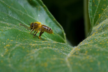 Une abeille domestique sur une Fleur de Tournesol pleine de pollen