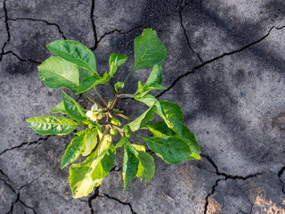 Growing plant on a dry cracked ground with blur background