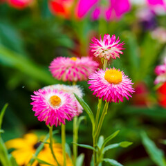 Xerochrysum bracteatum | Garten-Strohblume oder Goldstrohblume frisch im Garten, Berühmt für ihre farbenfrohe Strahlkraft