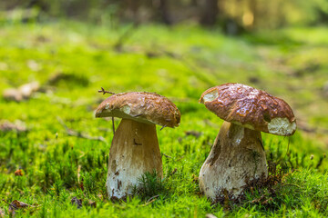 Mushrooms cut in the woods. Mushroom boletus edilus growing in green moss. Autumn forest mushrooms scene.Vegetarian diet food.Tasty natural product.Two brown mushrooms nature scenery selective focus