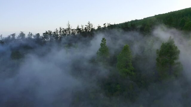 Drone view of foggy pine trees at Windows at the Guimar (ThoUSAnd Windows hike), Tenerife, Canary Islands