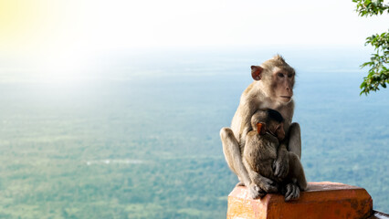 Obraz premium A monkey that holds a small monkey baby